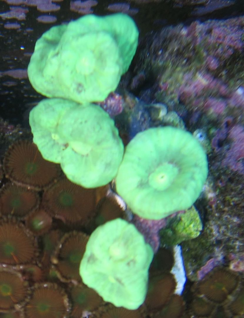 Candy Cane Coral Growing Skelton Help Reef Central Online Community